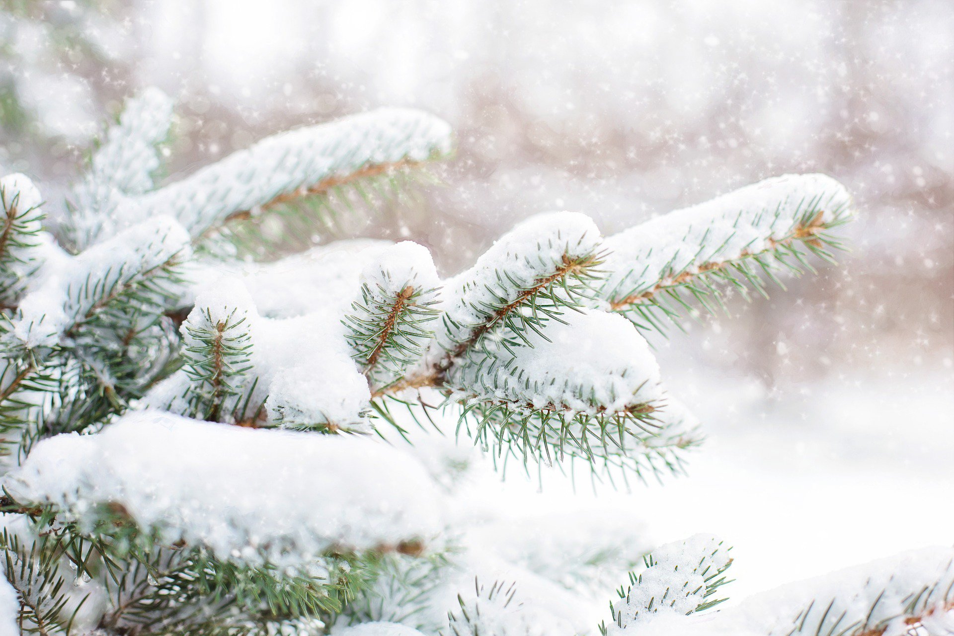 snow-in-pine-tree-1265119_1920.jpg